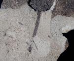 Metasequoia occidentalis CHANEY 1951 - Bild © FossNet FossilienStore